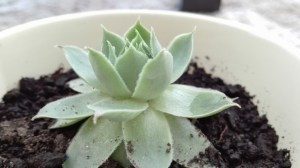 Huawei P8 lite - Foto 2